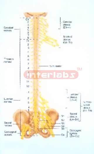 HANGING HUMAN PLEXUSES OF SPINAL CORD